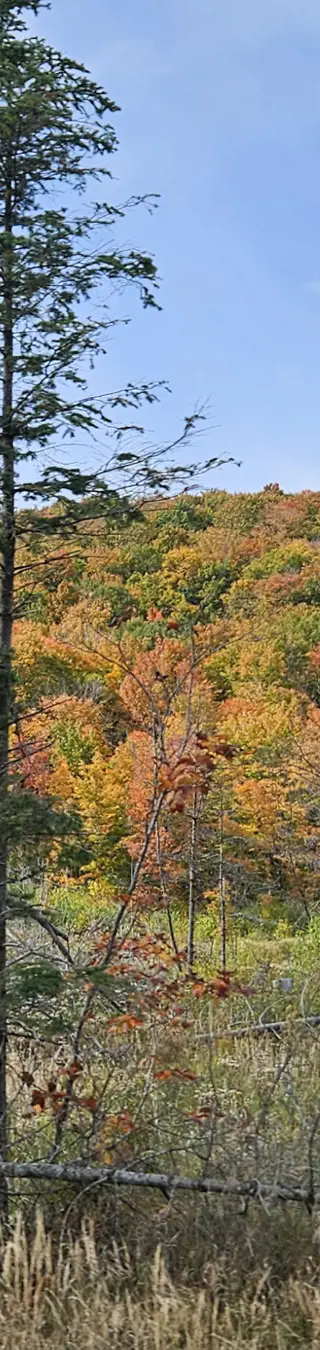 Als würde der Wald brennen.